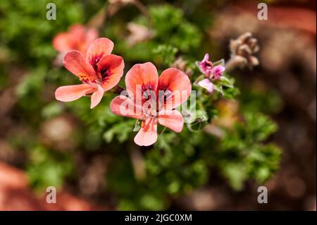 Primo piano di un fiore di geranio del genere Pelargonium con petali di colore rossastro chiaro e vedendo in dettaglio le sue stemme e i suoi piscelli Foto Stock