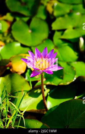 Lotus in stagno Foto Stock