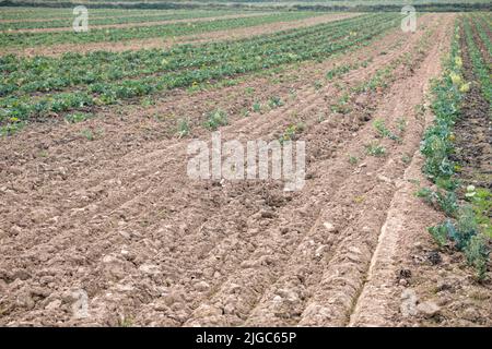 Brassica coltura che cresce in campo - può essere cavolo o rape. Per le colture di radici, la coltivazione di ortaggi commerciali nel Regno Unito, l'agricoltura arabile nel Regno Unito, la famiglia dei cavoli. Foto Stock