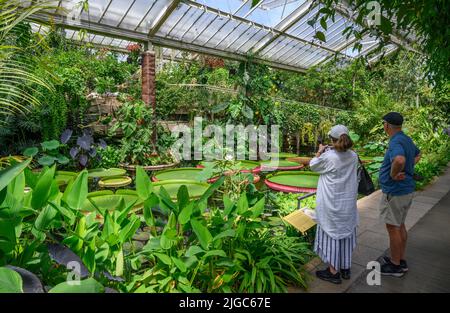 Giganti dell'acqua (victoria amazonica), il conservatorio della principessa del Galles, i giardini di Kew, Richmond, Londra, Inghilterra, REGNO UNITO Foto Stock