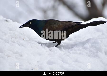 Un grackle comune in inverno, Sainte-Apolline, Quebec, Canada Foto Stock