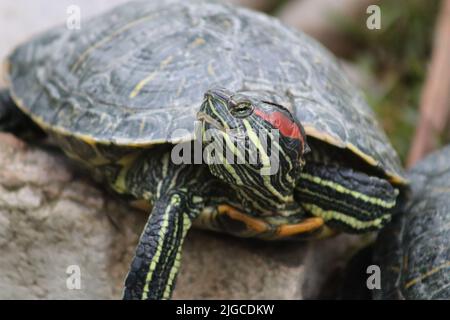 Un primo piano di uno scivolo laghetto (Trachemys scripta) Foto Stock