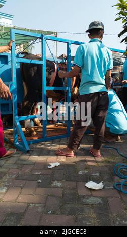 Ritratto delle persone che preparano gli strumenti sacrificali di macellazione degli animali durante Eid al-Adha Foto Stock