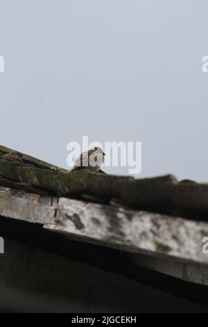 Coppia di passeri d'albero (Passer montanus) nidificanti in un centro di giava, indonesia. Carino giardino ritratto uccello in primavera Foto Stock