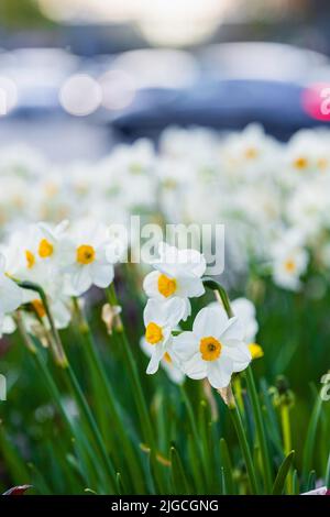 Un primo piano verticale di naffodils selvatici bianchi che crescono con foglie verdi su uno sfondo sfocato Foto Stock