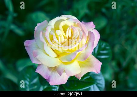 Una bella rosa bicolore giallo-rosa su uno sfondo di foglie verdi non focalizzate. Messa a fuoco selettiva Foto Stock