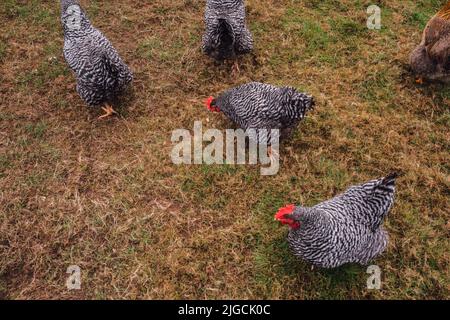 Plymouth Rock Chickens Hens Barred nella fattoria, coop di pollo Foto Stock