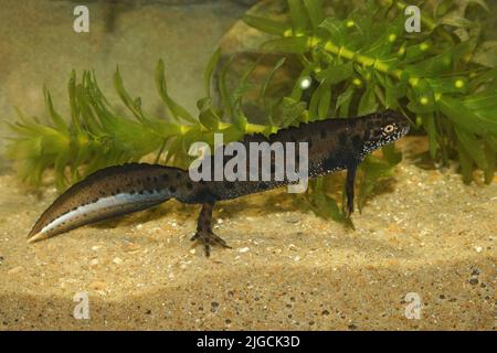 Primo piano su un adulto acquatico maschio Danubio crested newt, Triturus dobrogicus, sott'acqua Foto Stock