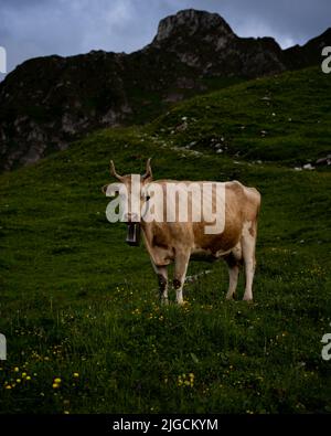 mucca svizzera con corna e campana in piedi su un prato nelle alpi svizzere Foto Stock
