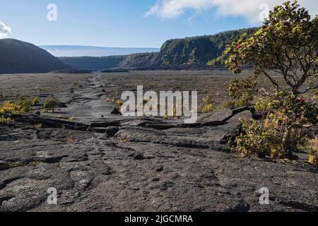 pavimento di letto di lava secca e vegetazione al cratere kilauea iki nel parco nazionale dei vulcani delle hawaii Foto Stock
