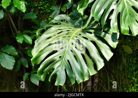 Foglia matura di pianta tropicale 'monstera Deliciosa' con fenestration e buchi Foto Stock