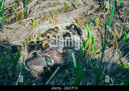 Anatra con giovani anatroccoli nelle canne sulla riva del lago. Anatroccoli nati con la madre. Primavera. Foto Stock