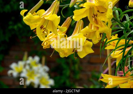 Splendidi Lilium tubolare Fiori Lilium "Golden Splendor" Giglio giglio giallo in fiori da giardino fioritura luglio Fiore attraente Giglio ibrido Foto Stock