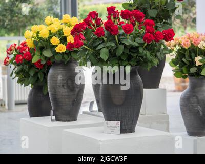 Varsavia, Polonia - 01 giugno 2019: Belle, romantiche rose in vasi di argilla nera durante la mostra di rose in Polonia. Mostra Royal Bath. Orientale Foto Stock