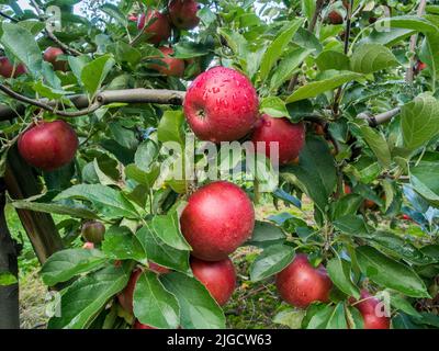 Un frutteto con un gran numero di grandi mele rosse e succose alla luce del sole Foto Stock