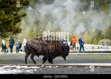 Un bull bisonte americano cammina accanto ai turisti a Old Faithful Geyser nel parco nazionale di Yellowstone, 30 maggio 2022 a Yellowstone, Wyoming. Foto Stock