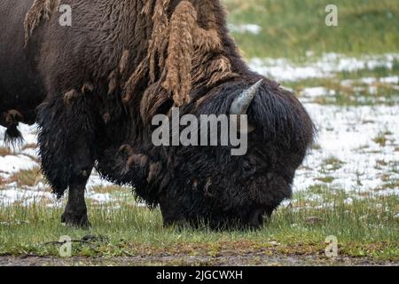 Un toro di bisonte americano foraggia in erba fresca al bacino di sabbia nera nel parco nazionale di Yellowstone, 30 maggio 2022 a Yellowstone, Wyoming. Foto Stock
