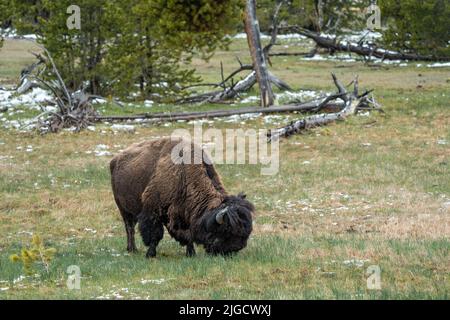 Un toro di bisonte americano foraggia in erba fresca al bacino di sabbia nera nel parco nazionale di Yellowstone, 30 maggio 2022 a Yellowstone, Wyoming. Foto Stock