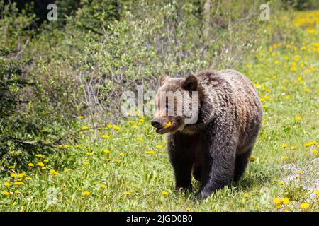 grizzly orso vagando attraverso i dandelioni Foto Stock