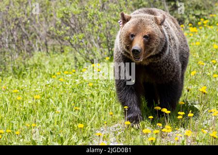 grizzly orso vagando attraverso i dandelioni Foto Stock