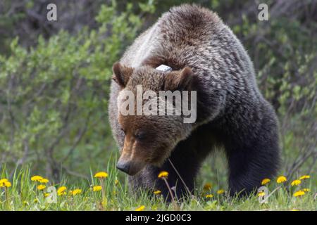 grizzly orso vagando attraverso i dandelioni Foto Stock