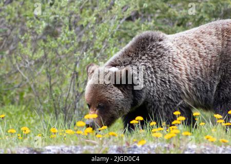 grizzly orso vagando attraverso i dandelioni Foto Stock