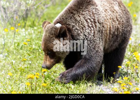 grizzly orso vagando attraverso i dandelioni Foto Stock