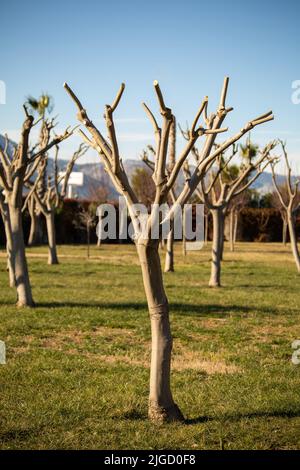 L'Albizia julibrissin, un albero di seta persiano o di seta rosa, è una specie di albero della famiglia Fabaceae, originario dell'Asia sud-occidentale e orientale Foto Stock