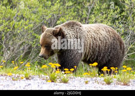 grizzly orso vagando attraverso i dandelioni Foto Stock