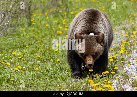 orso grizzly collared che cammina attraverso i dente di leone Foto Stock