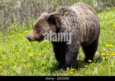 grizzly orso vagando attraverso i dandelioni Foto Stock