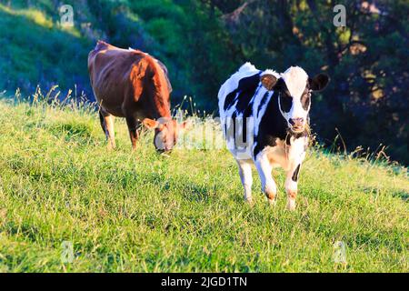 Mucche da latte nere bianche e marroni su un pascolo agricolo coltivato nella valle di Bega in Australia. Foto Stock