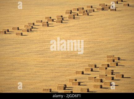 Balle di fieno in un campo Foto Stock