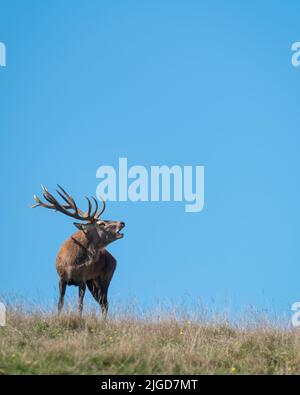 Il cervo rosso che chiama al momento dell'accoppiamento su una collina in autunno. Formato verticale. Foto Stock