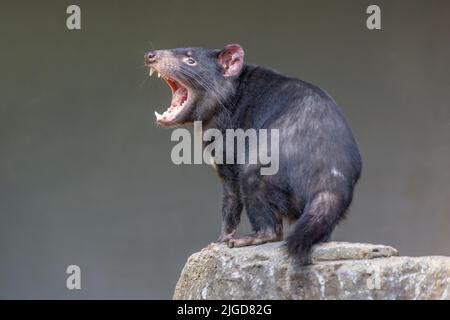 Diavolo Tasmaniano (Sarcophilus harrisii), testa sollevata con bocca aperta, mostrando denti e lingua, in umore aggressivo. Foto Stock