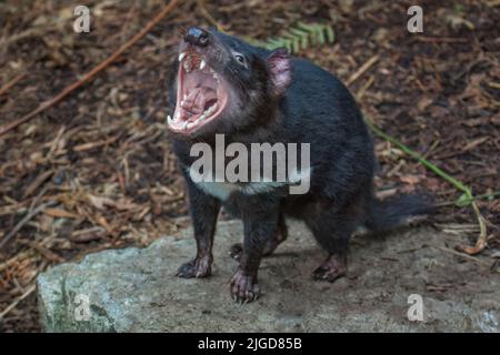 Diavolo Tasmaniano (Sarcophilus harrisii) guardando in su con la bocca larga aperta, mostrando i denti e la lingua, in umore aggressivo. Foto Stock