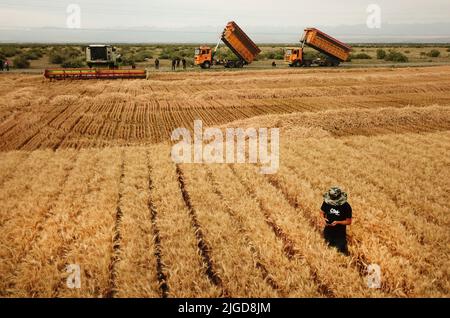 Urumqi. 7th luglio 2022. La foto aerea scattata il 7 luglio 2022 mostra un agricoltore che controlla il grano in un campo prima della raccolta nella contea di Qitai, Prefettura autonoma di Changji Hui, nella regione autonoma Xinjiang Uygur della Cina nord-occidentale. La vendemmia estiva nella regione autonoma di Xinjiang Uygur nella Cina nord-occidentale è ora in pieno svolgimento. La scienza agricola moderna, la tecnologia e i macchinari sono stati applicati nella regione per aiutare gli agricoltori locali ad aumentare la resa e ottenere un raccolto più paraurti. Credit: Zhang Xiaocheng/Xinhua/Alamy Live News Foto Stock