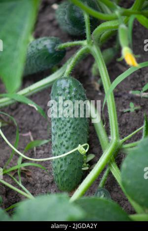 Un cetriolo fresco verde cresce su un gambo Foto Stock