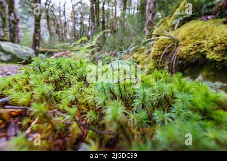 Focus selettivo nella foresta pluviale neozelandese micro-paesaggio a livello del suolo muschi e piante focus sulla muschio americano degli alberi. Foto Stock