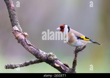 Goldfinch [ Carduelis carduelis ] su vecchio ramoscello morto Foto Stock