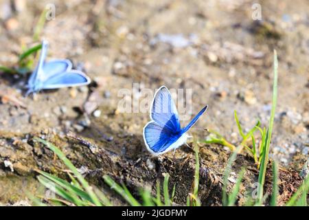 Morpho blu, farfalla Morpho. Anaxibia Morpho. Farfalla blu tropicale, farfalla blu brillante esotica Foto Stock