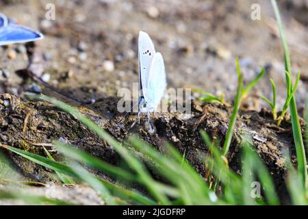 Morpho blu, farfalla Morpho. Anaxibia Morpho. Farfalla blu tropicale, farfalla blu brillante esotica Foto Stock