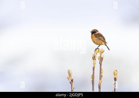 Maschio Stonechat [ Saxicola rubicola ] arroccato su stelo con sfondo sfocato Foto Stock