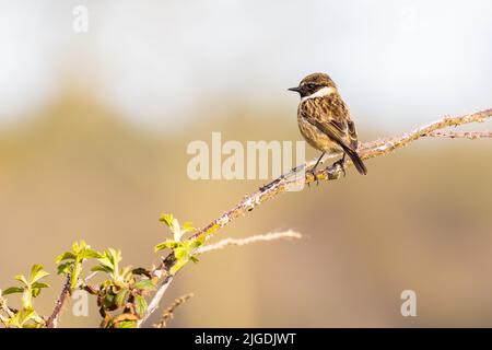 Maschio Stonechat [ Saxicola rubicola ] arroccato su bramble/ stelo di blackberry con sfondo sfocato Foto Stock