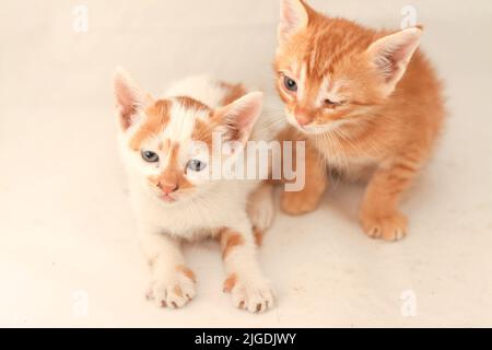 ritratto di piccoli gattini adorabili neonatali isolati su sfondo bianco, fuoco selettivo di piccoli gatti semi-posseduto, un gattino patchy e l'oth Foto Stock