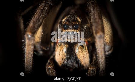 Un macro colpo di ragno lupo tarantola (Lycosa tarantula) Foto Stock