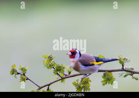 Goldfinch [ Carduelis carduelis ] su ramo Blackthorn con fondo pulito fuori fuoco Foto Stock