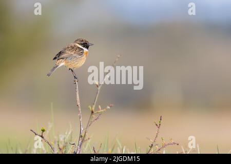 Maschio Stonechat [ Saxicola rubicola ] arroccato su stelo con sfondo sfocato Foto Stock