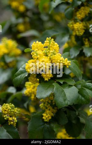 Mahonia (Berberis) aquifolium Pursh, Oregon Grape o Holly-leaved barberry, pianta nella famiglia: Berberidaceae, regione natale: nord America occidentale. Foto Stock