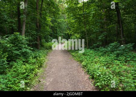 Scenario idilliaco della foresta con sentiero attraverso il verde fogliame, Lasek na Kole, Varsavia, Polonia. Foto Stock
